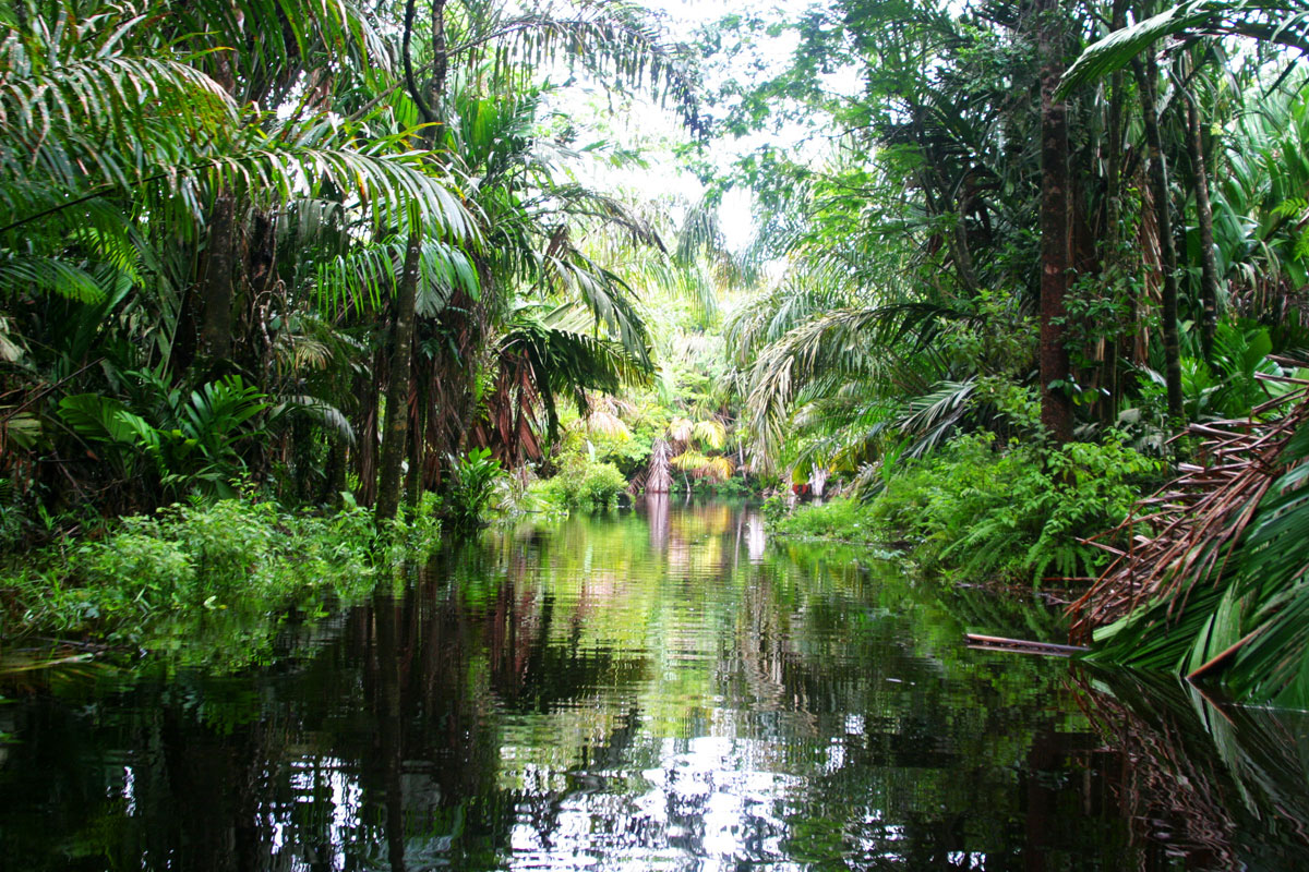 Tortuguero National Park 2.jpg